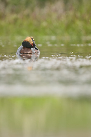Slavonian Grebe, Iceland, June 2019