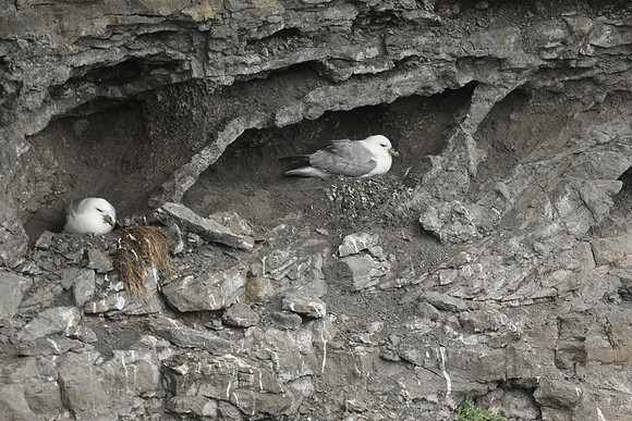 Fulmar, Husavik, Iceland, June 2019
