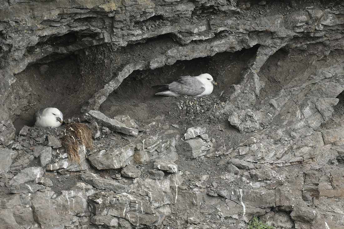Fulmar, Husavik, Iceland, June 2019