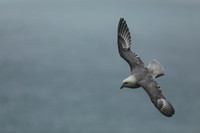 Fulmar, Husavik, Iceland, June 2019