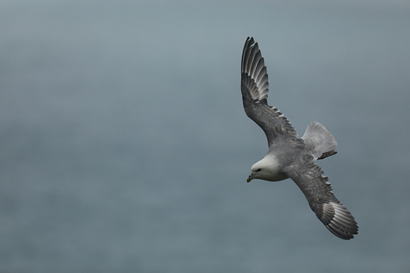 Fulmar, Husavik, Iceland, June 2019