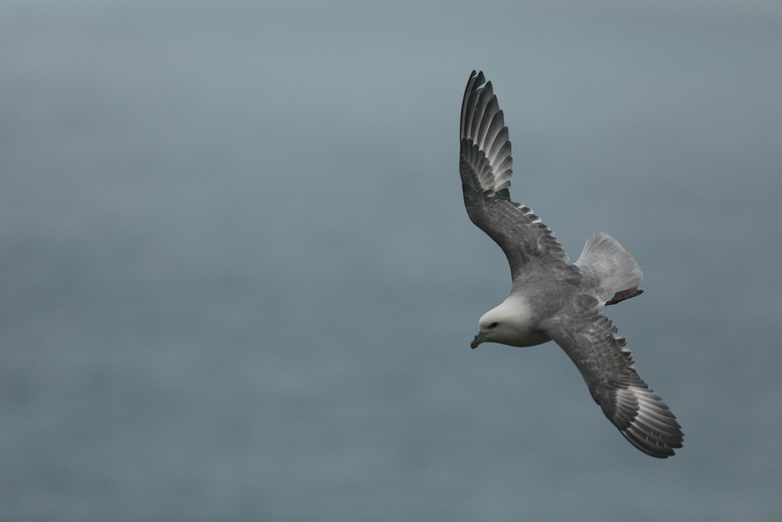 Fulmar, Husavik, Iceland, June 2019