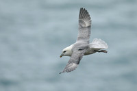 Fulmar, Husavik, Iceland, June 2019