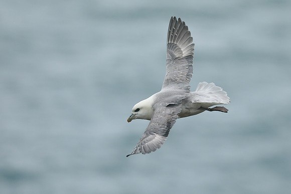 Fulmar, Husavik, Iceland, June 2019
