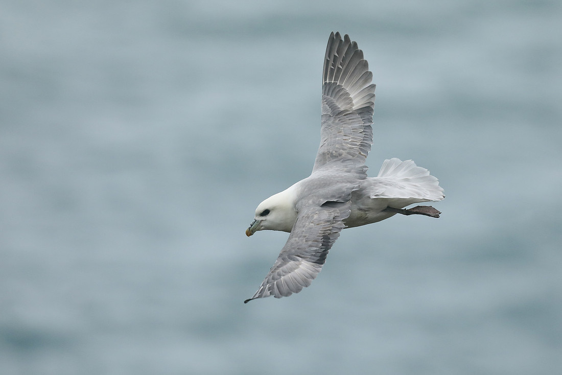 Fulmar, Husavik, Iceland, June 2019