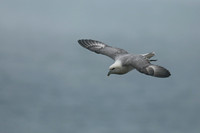 Fulmar, Husavik, Iceland, June 2019