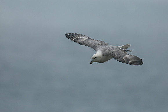 Fulmar, Husavik, Iceland, June 2019