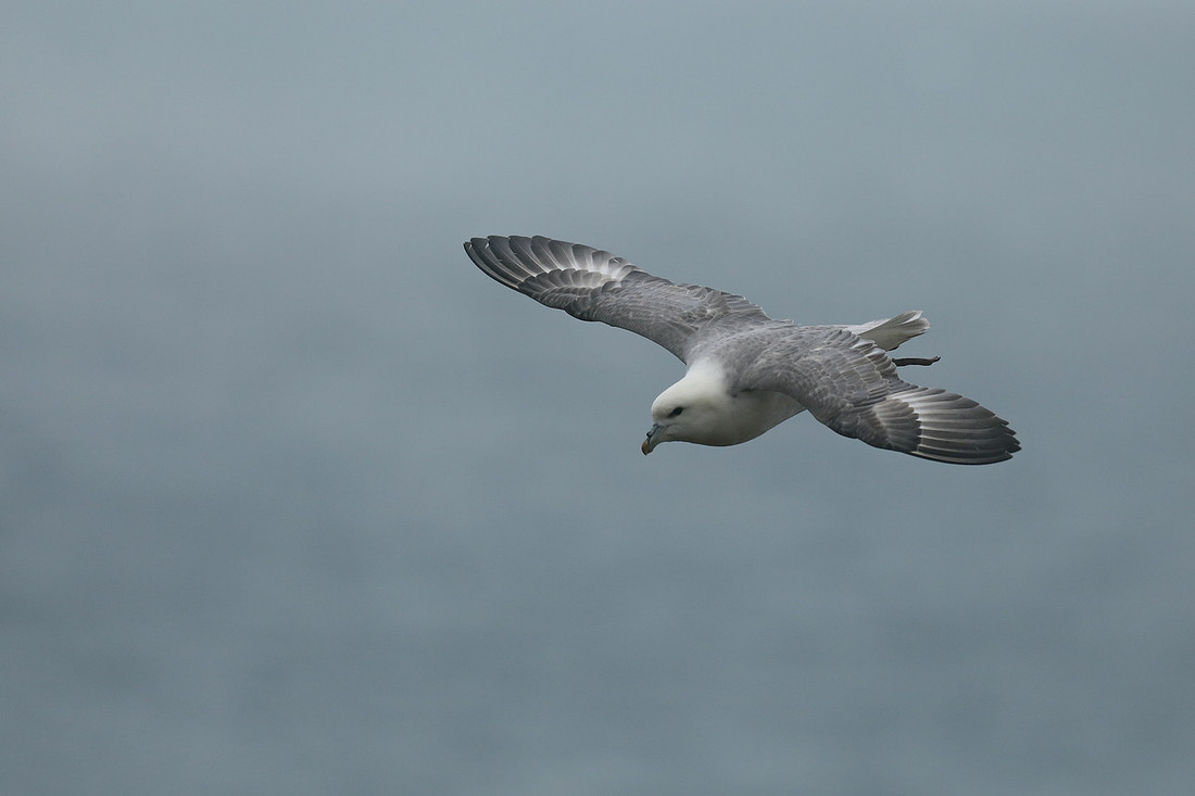 Fulmar, Husavik, Iceland, June 2019