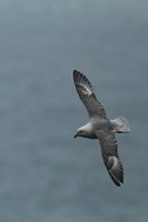 Fulmar, Husavik, Iceland, June 2019