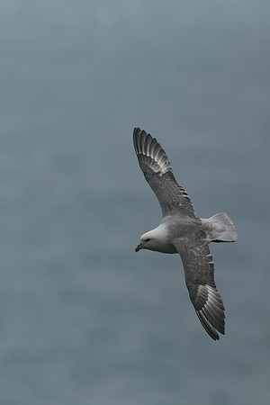 Fulmar, Husavik, Iceland, June 2019