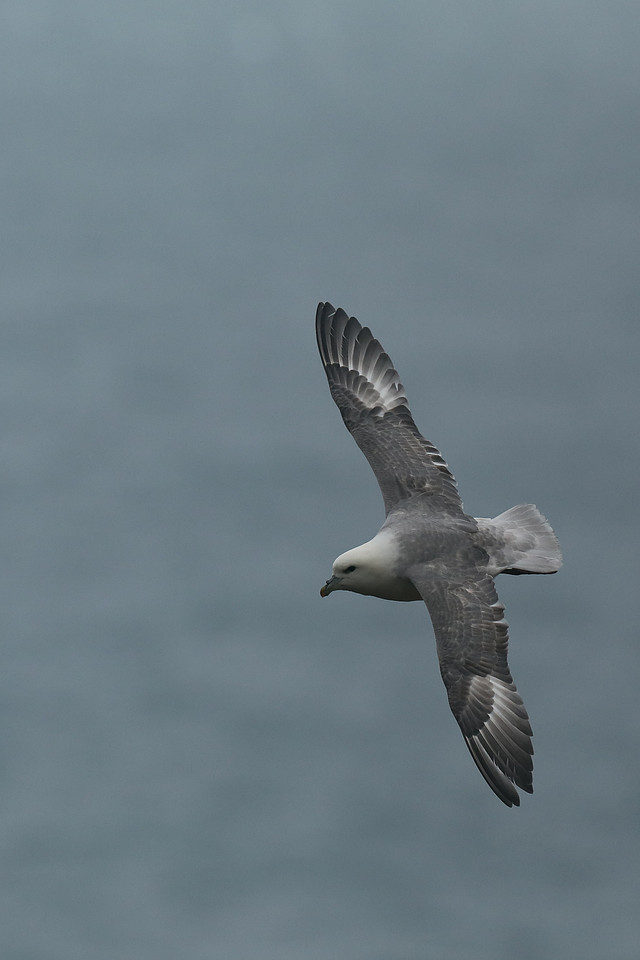 Fulmar, Husavik, Iceland, June 2019