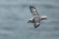 Fulmar, Husavik, Iceland, June 2019
