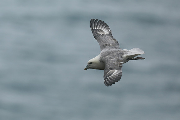 Fulmar, Husavik, Iceland, June 2019