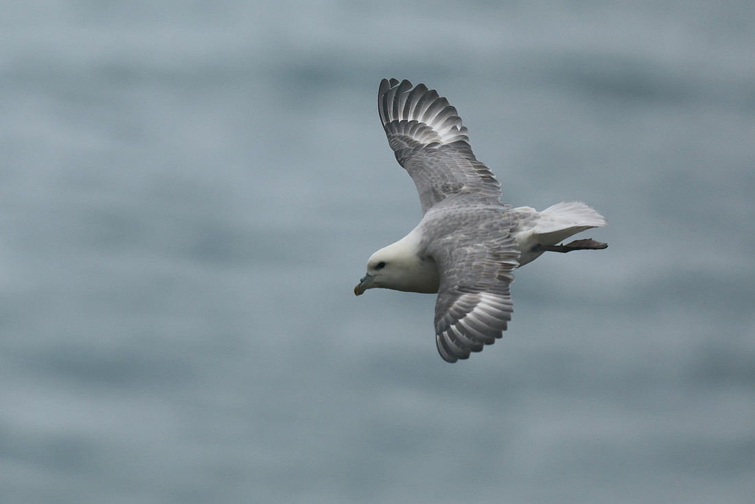 Fulmar, Husavik, Iceland, June 2019