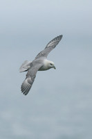 Fulmar, Husavik, Iceland, June 2019