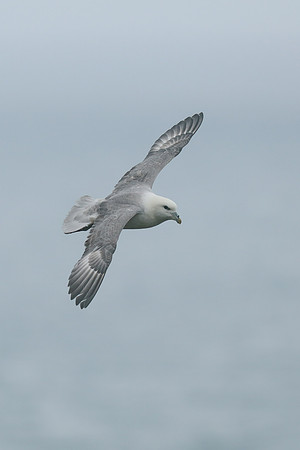 Fulmar, Husavik, Iceland, June 2019