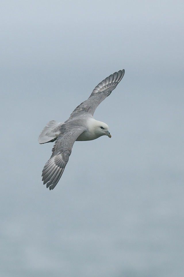 Fulmar, Husavik, Iceland, June 2019