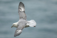 Fulmar, Husavik, Iceland, June 2019