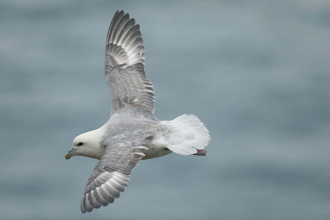 Fulmar, Husavik, Iceland, June 2019