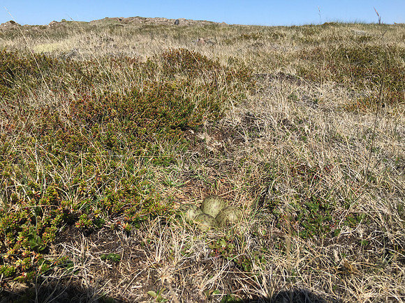 Whimbrel No 2, Sandgerði, Iceland, May 2019