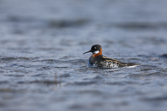 Red-necked Phalarope, Sandgerði, Iceland, May 2019