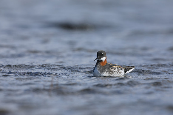 Red-necked Phalarope, Sandgerði, Iceland, May 2019