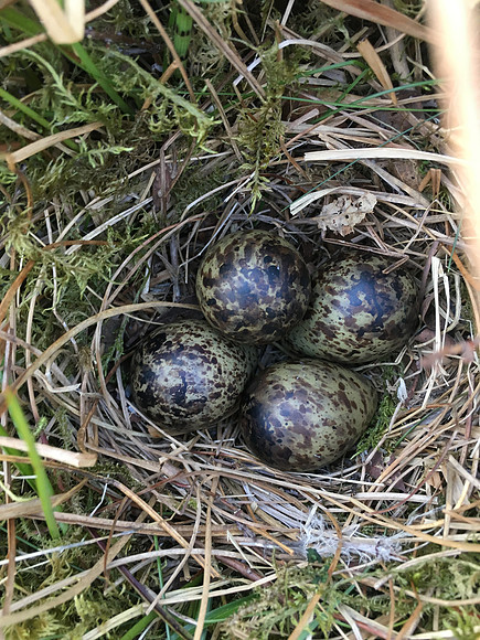 Snipe, Borgarnes, Iceland, June 2019 (self found)