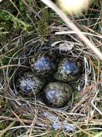 Snipe, Borgarnes, Iceland, June 2019 (self found)