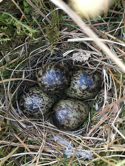 Snipe, Borgarnes, Iceland, June 2019 (self found)