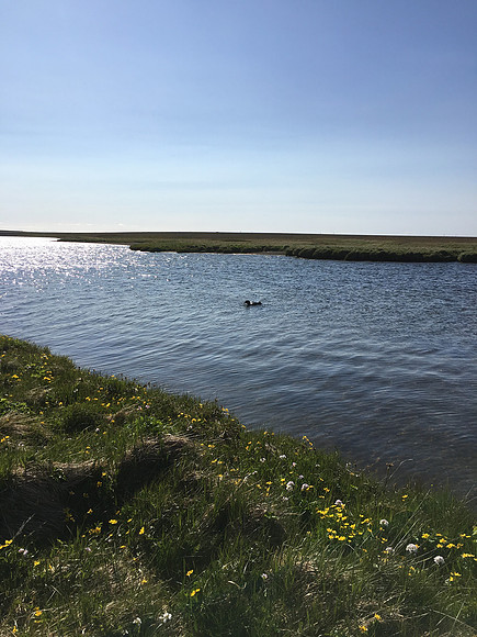 Great Northern Diver, Snæfellsjökull, Iceland, June 2019