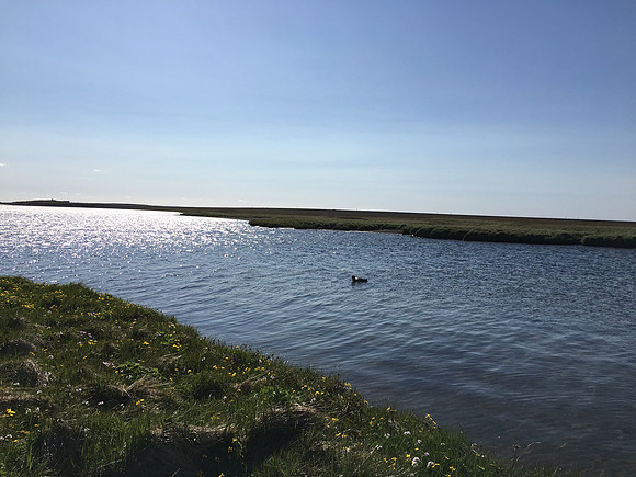 Great Northern Diver, Snæfellsjökull, Iceland, June 2019