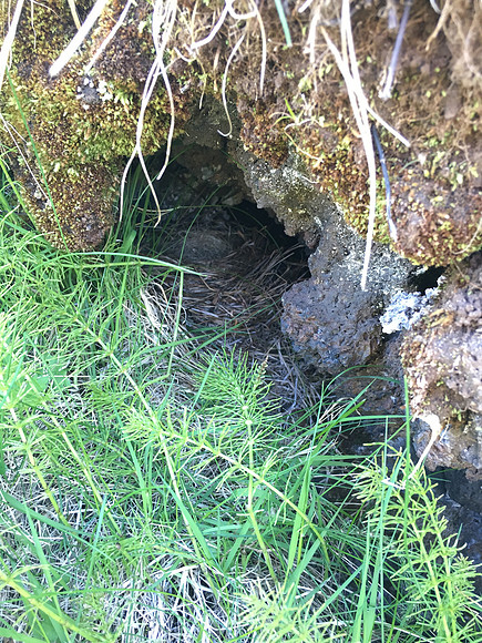 Redwing, Hellnar, Iceland, June 2019