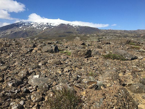 Whimbrel site, Hellnar, Iceland, June 2019