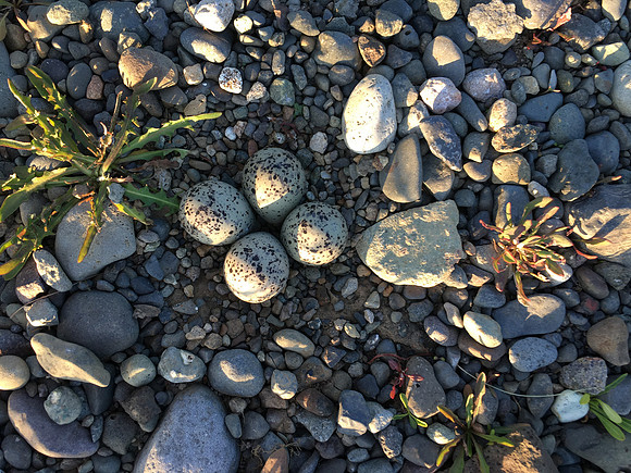 Ringed Plover, Borganes, Iceland, June 2019