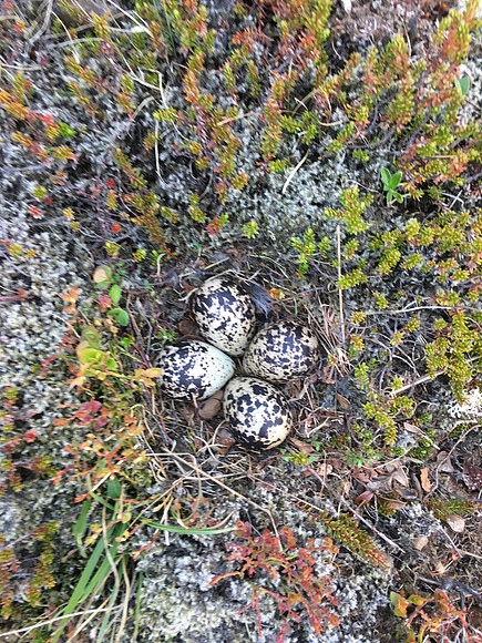 Golden Plover, Stundarfridur, June 2019