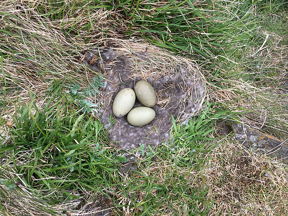 Eider Duck, Flatey Island, June 2019