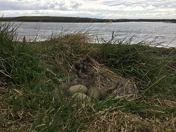 Eider Duck, Flatey Island, June 2019