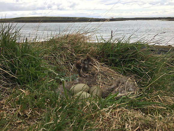 Eider Duck, Flatey Island, June 2019