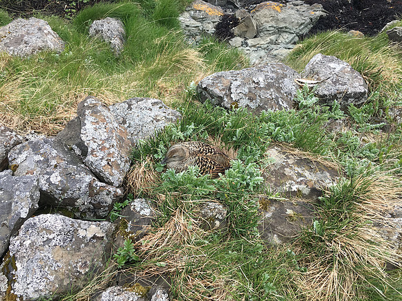 Eider Duck, Flatey Island, June 2019