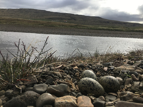 Oystercatcher, Iceland, June 2019