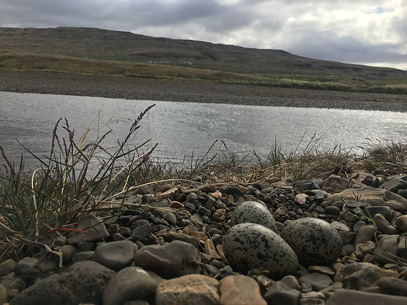 Oystercatcher, Iceland, June 2019