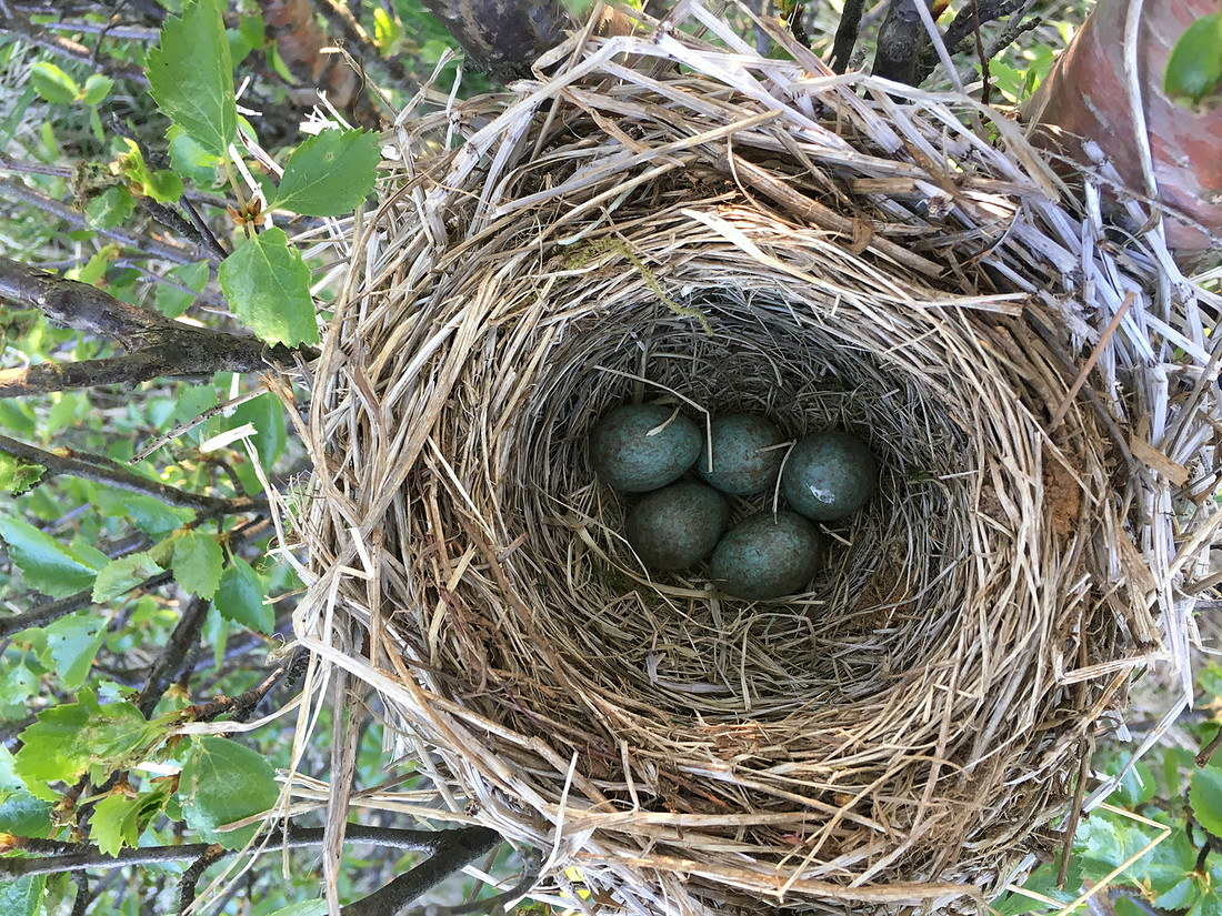 Redwing, Borganes, Iceland, June 2019 (self found)