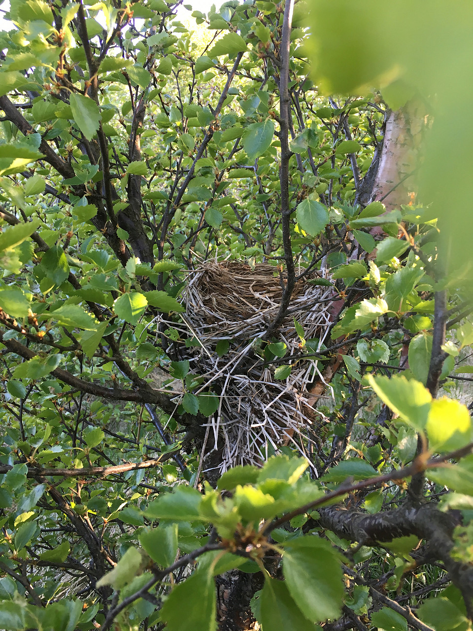 Redwing, Borganes, Iceland, June 2019 (self found)