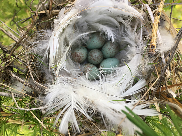 Redpoll, Borganes, Iceland, June 2019