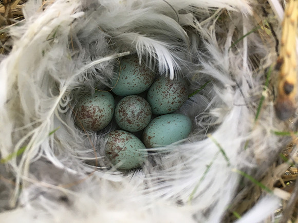 Redpoll, Borganes, Iceland, June 2019