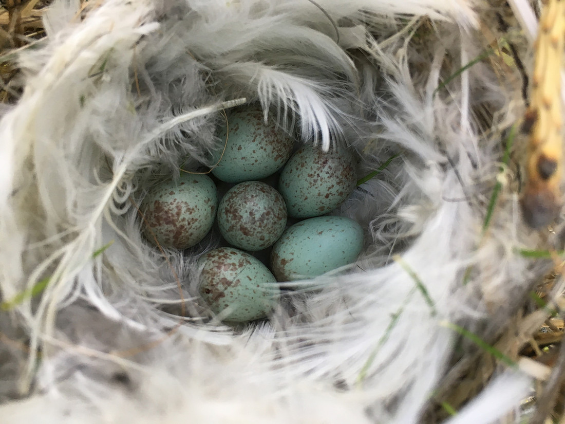 Redpoll, Borganes, Iceland, June 2019