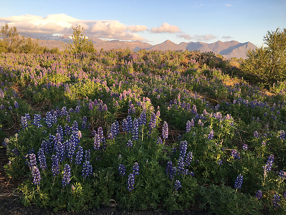 Borganes, Iceland, June 2019