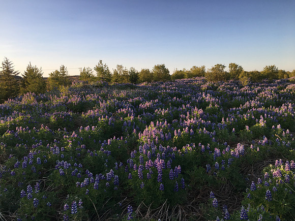 Borganes, Iceland, June 2019