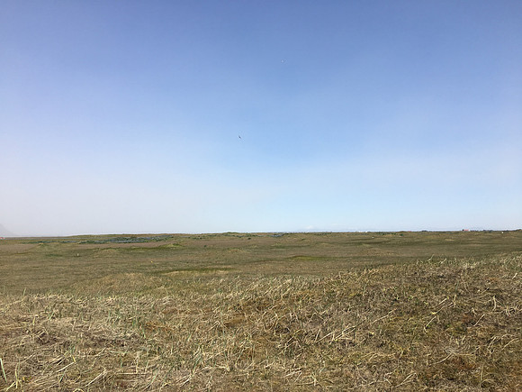Black-headed Gull nest site, Eyrarbakki, Iceland, June 2019
