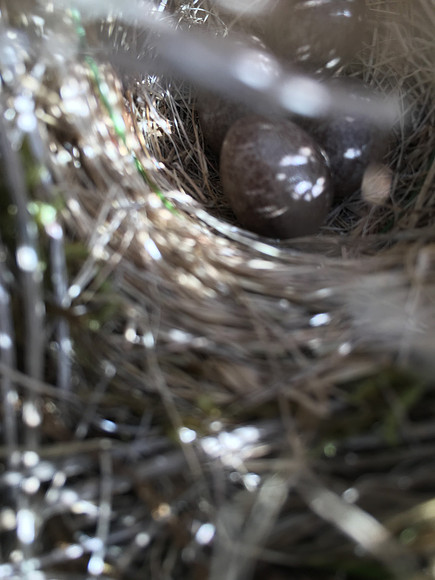Meadow Pipit, Eyrarbakki, Iceland, June 2019 (self found)